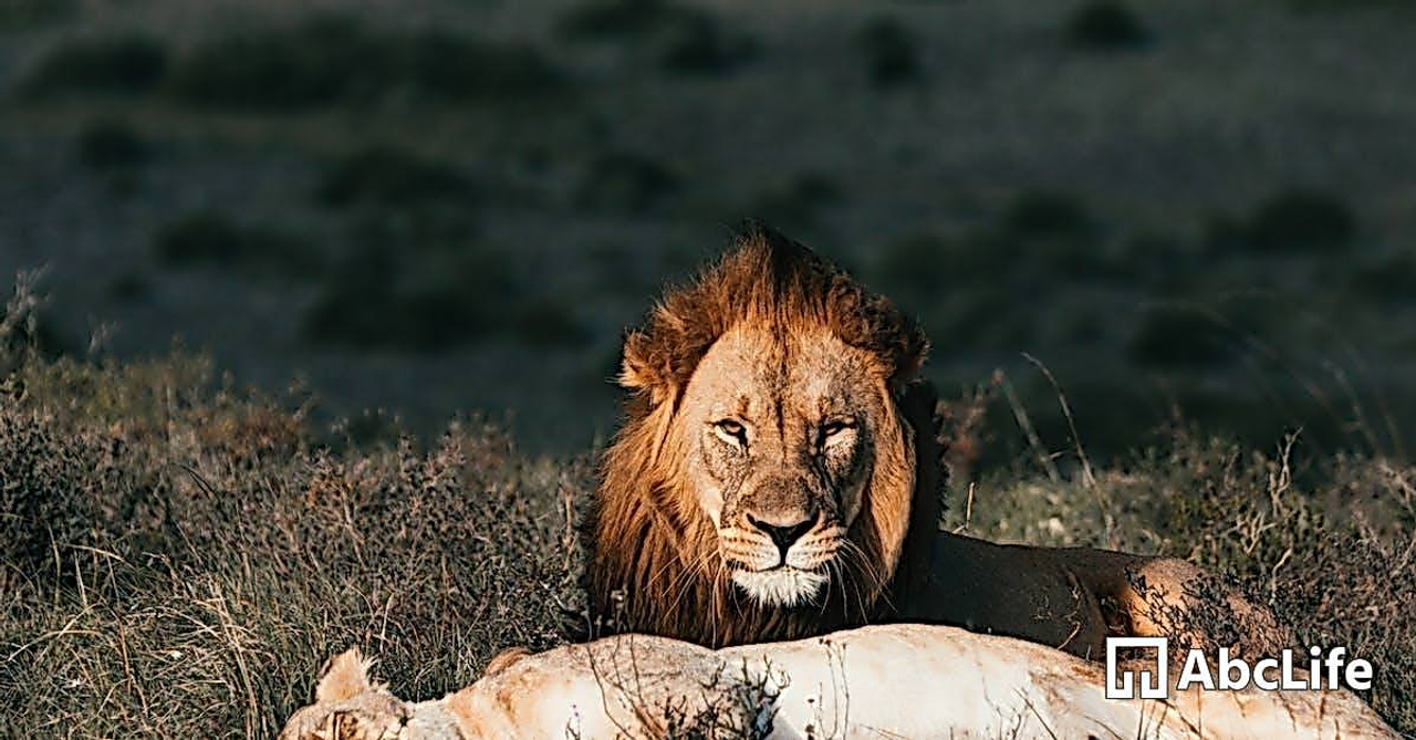 Lion with lioness resting on grass in savanna