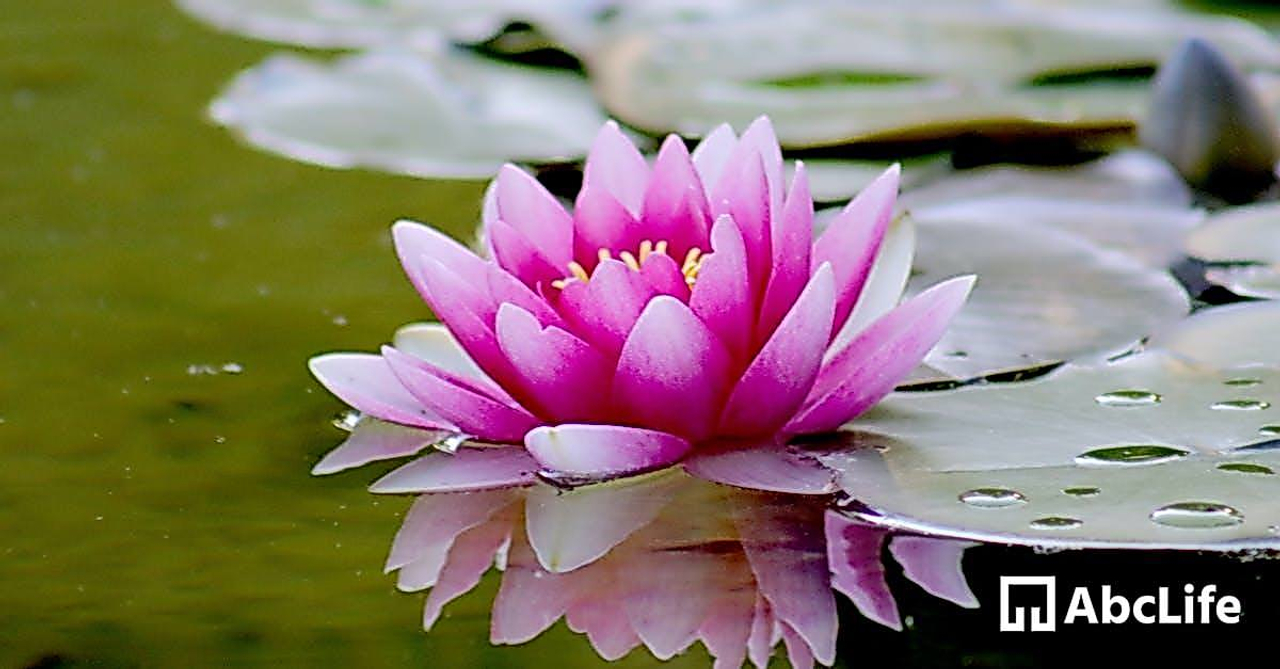 Pink Water Lily Flower on Water